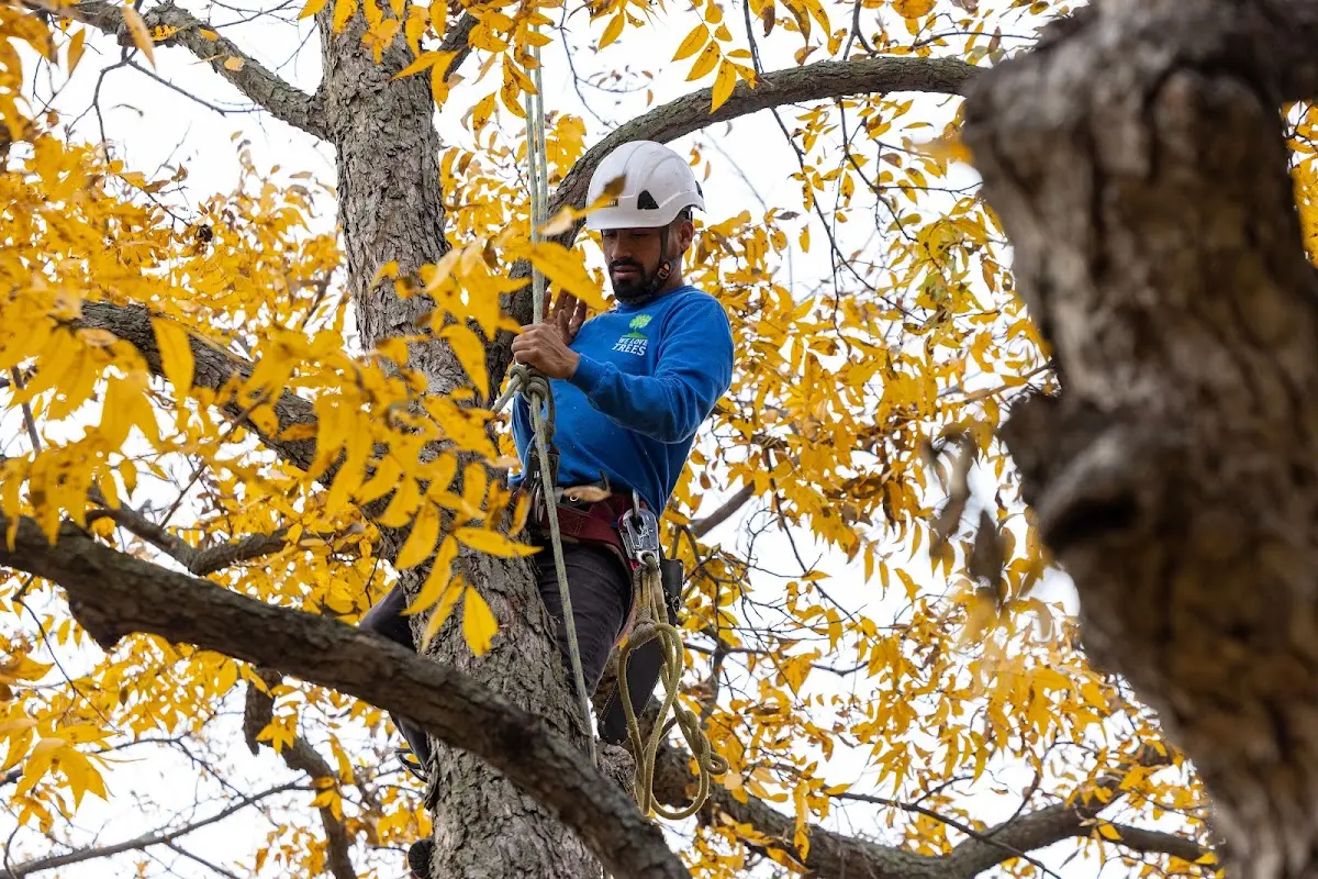 Skilled Emergency Tree Service crew working in Salem